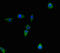 COBW Domain Containing 2 antibody, CSB-PA814202LA01HU, Cusabio, Immunofluorescence image 