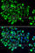 N-Acetyltransferase 9 (Putative) antibody, A7204, ABclonal Technology, Immunofluorescence image 