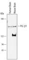 Phospholipase C Beta 1 antibody, AF4466, R&D Systems, Western Blot image 