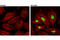 Histone H3 antibody, 27683S, Cell Signaling Technology, Immunofluorescence image 