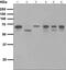 Prostaglandin-Endoperoxide Synthase 1 antibody, ab109025, Abcam, Western Blot image 