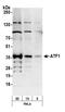 Cyclic AMP-dependent transcription factor ATF-1 antibody, A303-036A, Bethyl Labs, Western Blot image 