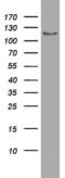 Ubiquitin Specific Peptidase 48 antibody, TA801869, Origene, Western Blot image 