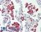 Zinc Finger Protein 608 antibody, LS-B8600, Lifespan Biosciences, Immunohistochemistry paraffin image 