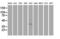 Musashi RNA Binding Protein 1 antibody, LS-C785505, Lifespan Biosciences, Western Blot image 