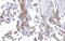 Ectonucleotide Pyrophosphatase/Phosphodiesterase 1 antibody, A01342-1, Boster Biological Technology, Immunohistochemistry paraffin image 