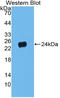 Prepronociceptin antibody, LS-C314956, Lifespan Biosciences, Western Blot image 