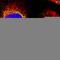 Zinc Finger Protein 862 antibody, HPA024154, Atlas Antibodies, Immunocytochemistry image 