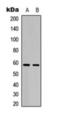 OBCAM antibody, orb393125, Biorbyt, Western Blot image 