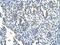 Keratin 2 antibody, NBP1-55126, Novus Biologicals, Immunohistochemistry frozen image 
