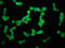 Dual Specificity Phosphatase 26 antibody, LS-C372028, Lifespan Biosciences, Immunofluorescence image 
