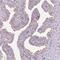 Lebercilin LCA5 antibody, HPA029055, Atlas Antibodies, Immunohistochemistry frozen image 