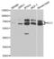 Kinesin Light Chain 1 antibody, abx004251, Abbexa, Western Blot image 