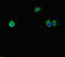 TPC antibody, LS-C681838, Lifespan Biosciences, Immunofluorescence image 