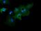 Growth arrest-specific protein 7 antibody, MA5-25248, Invitrogen Antibodies, Immunocytochemistry image 
