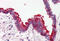 SKI Like Proto-Oncogene antibody, MBS240369, MyBioSource, Immunohistochemistry frozen image 