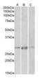 Paired Related Homeobox 1 antibody, orb99050, Biorbyt, Western Blot image 