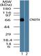 CCR4-NOT Transcription Complex Subunit 4 antibody, PA5-23243, Invitrogen Antibodies, Western Blot image 