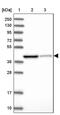 Isovaleryl-CoA dehydrogenase, mitochondrial antibody, PA5-59547, Invitrogen Antibodies, Western Blot image 