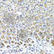 Yes Associated Protein 1 antibody, A1002, ABclonal Technology, Immunohistochemistry paraffin image 
