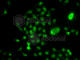 NELF-E antibody, A7006, ABclonal Technology, Immunofluorescence image 