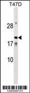 Amelotin antibody, 59-502, ProSci, Western Blot image 