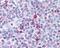 Sp3 Transcription Factor antibody, 48-799, ProSci, Immunohistochemistry paraffin image 