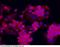Piwi Like RNA-Mediated Gene Silencing 2 antibody, 100543-T10, Sino Biological, Immunohistochemistry frozen image 