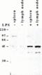 Caspase-4 antibody, ALX-804-494-C100, Enzo Life Sciences, Western Blot image 