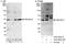 Protein Kinase CAMP-Dependent Type I Regulatory Subunit Alpha antibody, A303-684A, Bethyl Labs, Immunoprecipitation image 