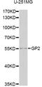 Glycoprotein 2 antibody, STJ28461, St John