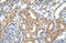 Zinc transporter ZIP6 antibody, ARP43931_T100, Aviva Systems Biology, Immunohistochemistry frozen image 