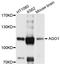 Argonaute RISC Component 1 antibody, STJ27818, St John