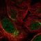 Spermatogenesis Associated 6 antibody, HPA028234, Atlas Antibodies, Immunofluorescence image 