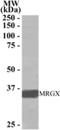 Mortality Factor 4 Like 2 antibody, NB300-803, Novus Biologicals, Western Blot image 