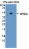 Aminolevulinate Dehydratase antibody, LS-C372934, Lifespan Biosciences, Western Blot image 