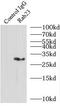 RAB23, Member RAS Oncogene Family antibody, FNab07006, FineTest, Immunoprecipitation image 
