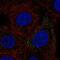 Fermitin family homolog 3 antibody, PA5-66753, Invitrogen Antibodies, Immunofluorescence image 