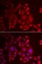 Lymphotactin antibody, MBS129903, MyBioSource, Immunofluorescence image 