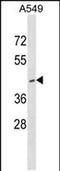 Ring Finger Protein 165 antibody, PA5-48894, Invitrogen Antibodies, Western Blot image 