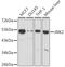 Mitogen-Activated Protein Kinase 9 antibody, GTX32689, GeneTex, Western Blot image 