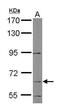 Phosphatase And Actin Regulator 3 antibody, PA5-31725, Invitrogen Antibodies, Western Blot image 