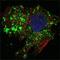 BCL10 Immune Signaling Adaptor antibody, MA5-14756, Invitrogen Antibodies, Immunofluorescence image 