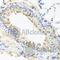 BGP antibody, A6205, ABclonal Technology, Immunohistochemistry paraffin image 