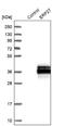 Endoplasmic Reticulum Protein 27 antibody, NBP1-88393, Novus Biologicals, Western Blot image 