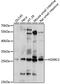 Homeobox B13 antibody, 16-227, ProSci, Western Blot image 
