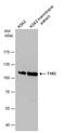 T1r3 antibody, PA5-78594, Invitrogen Antibodies, Western Blot image 