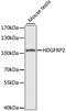 HDGF Like 2 antibody, A7484, ABclonal Technology, Western Blot image 