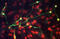 Tubulin Beta 3 Class III antibody, MAB1195, R&D Systems, Immunofluorescence image 