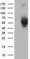 Bestrophin 3 antibody, TA501826, Origene, Western Blot image 